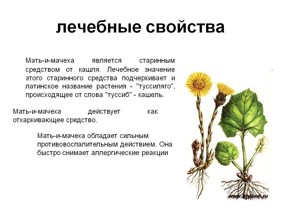 От каких болезней помогает толстянка - применение сока и настоек из листьев