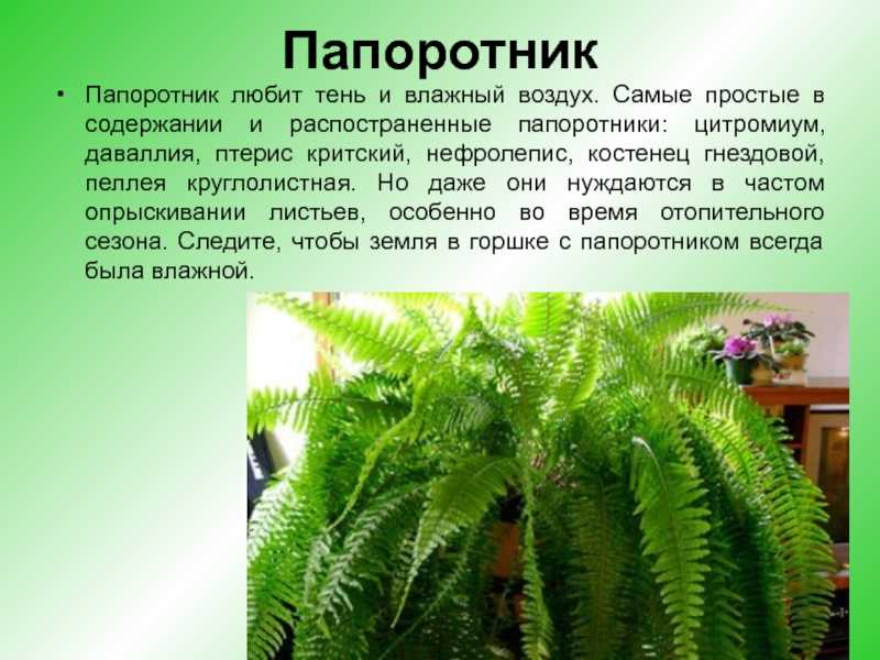 Приметы о домашнем папоротнике, пользе и вреде, суеверия о нем в саду на даче: можно ли держать в квартире комнатный или лучше сажать на участке, как влияет?