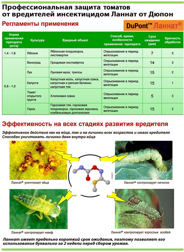 Чем и как правильно обрабатывать капусту разных сортов от вредителей