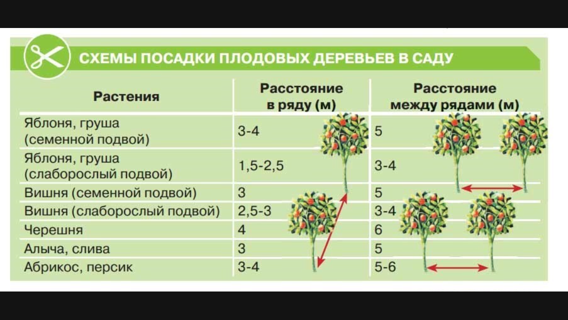 Правильный уход за колоновидными яблонями