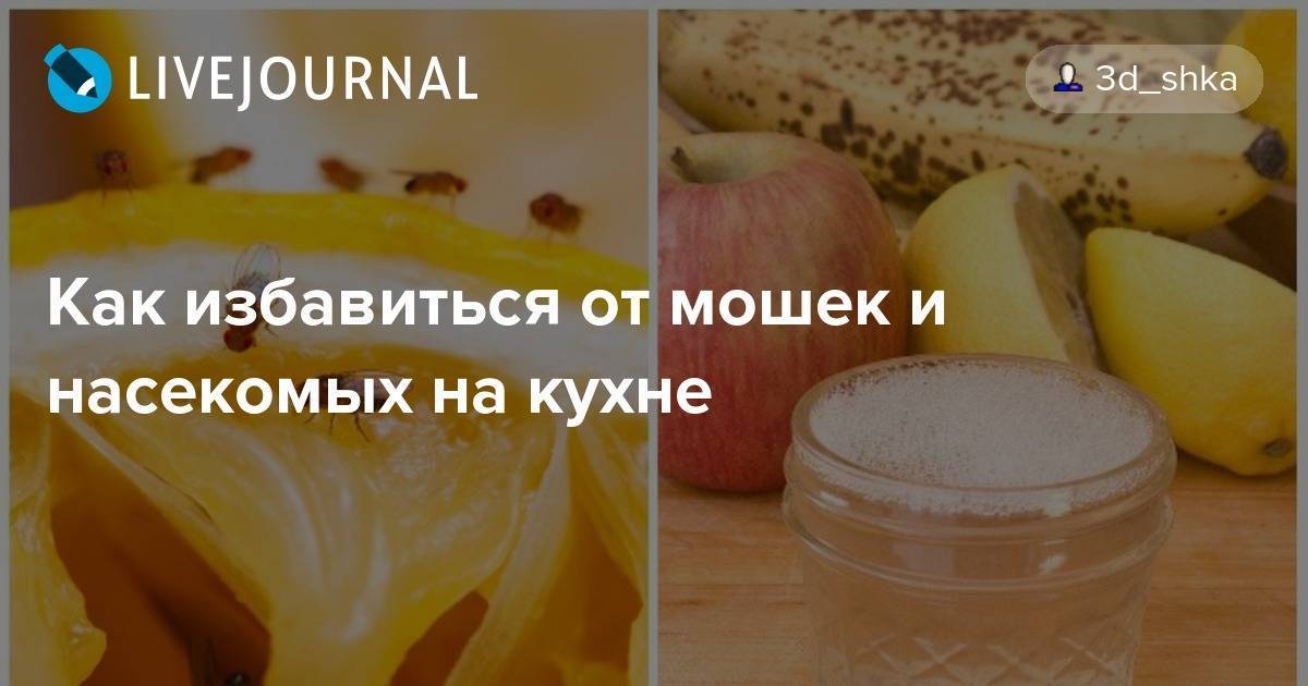 Как избавиться от мошек на кухне при появлении