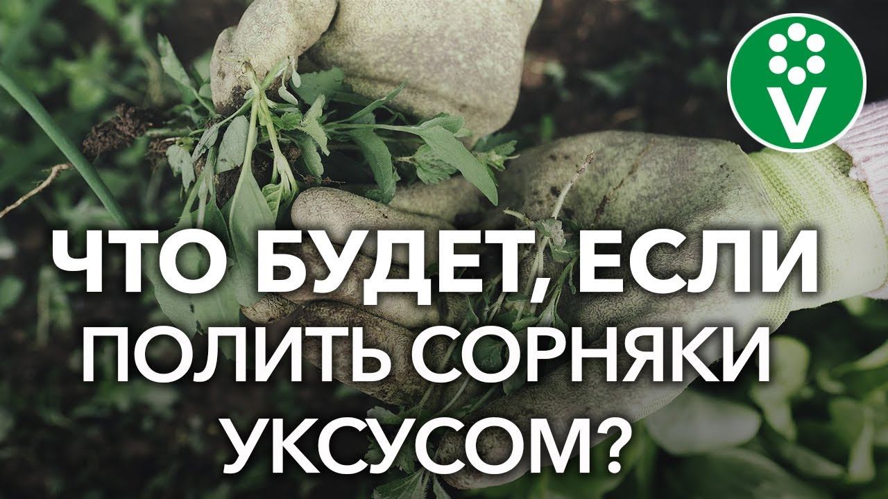 Борьба с сорняками при помощи соли и уксуса