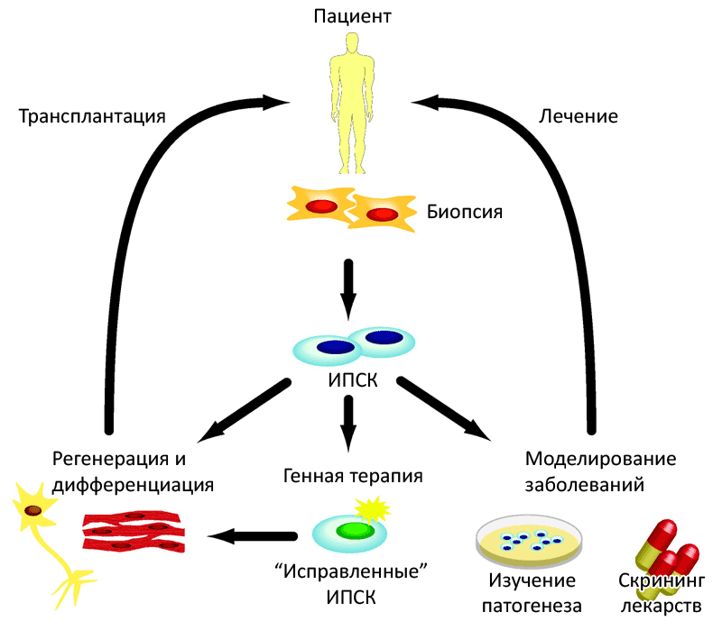 Омоложение стволовыми клетками
