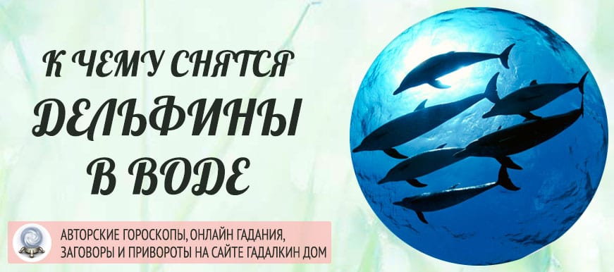 Дельфин считается символом кристальной чистоты, безграничной радости, игривости и душевного богатства К чему снится это удивительное животное в наших