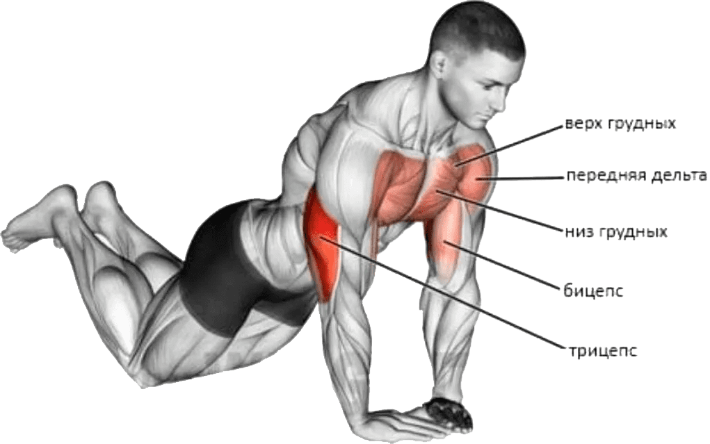 Подробно о мышцах, которые работают и качаются при различных отжиманиях от пола