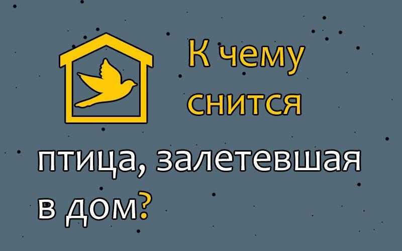 К чему мужчинам и женщинам снится птица, залетевшая в дом