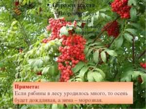 К чему примета, если на деревьях нет рябины, ягод слишком мало или много