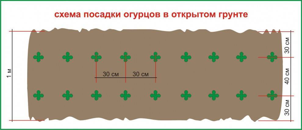 Посадка огурцов: куда, когда и как