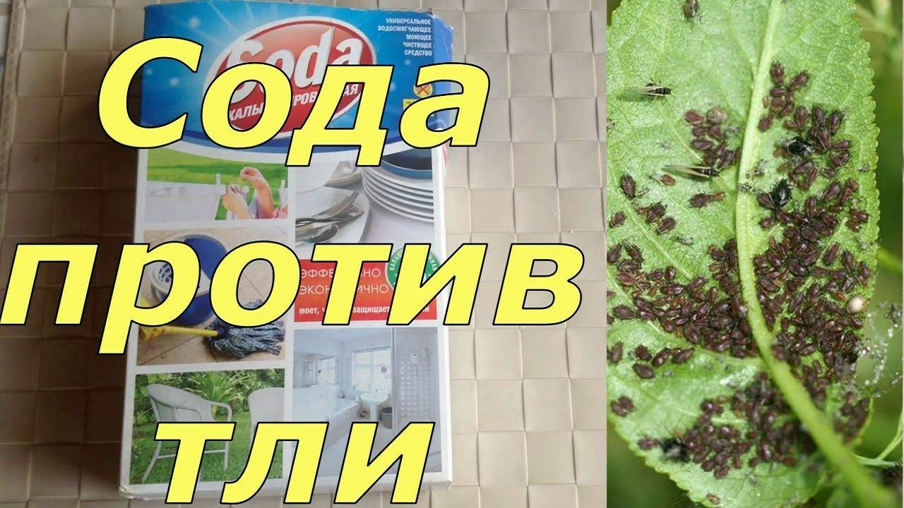Сода для смородины: против тли, для обильного урожая, от мучнистой росы, как обработать