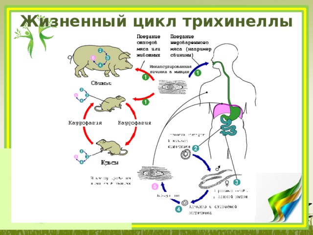 Трихинеллез у человека - медицинский портал doctor-365.net: симптомы и рекомендации по лечению различных заболеваний
