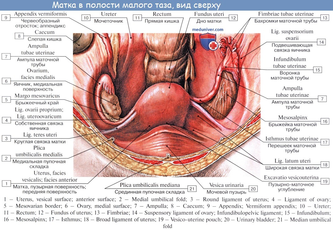 Гинекологический массаж матки: видео, как делать — uterus2
