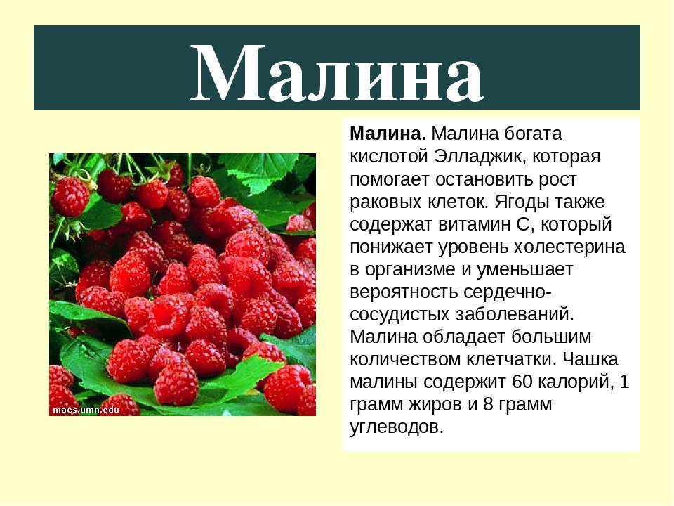 Польза и вред малины для здоровья человека. всё об этой ягоде