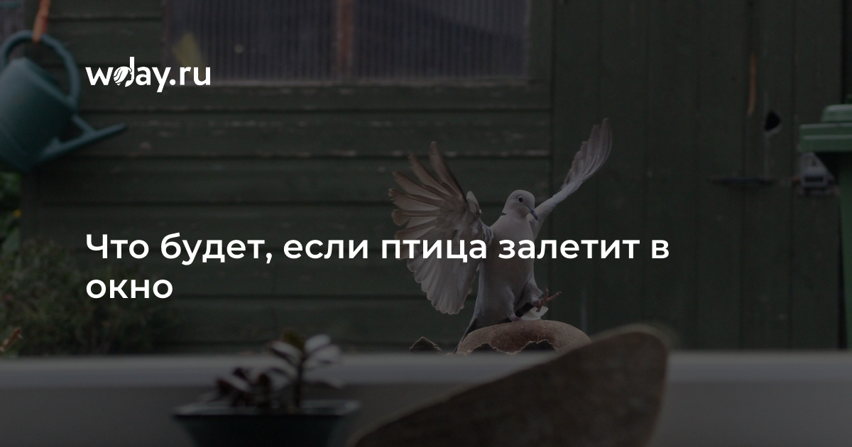 Приснились две птицы. к чему приснились птицы