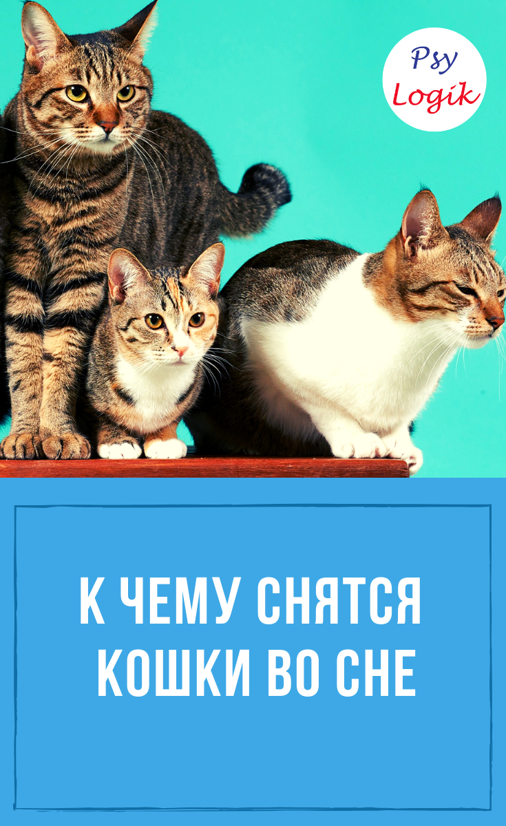 К чему снится кошка