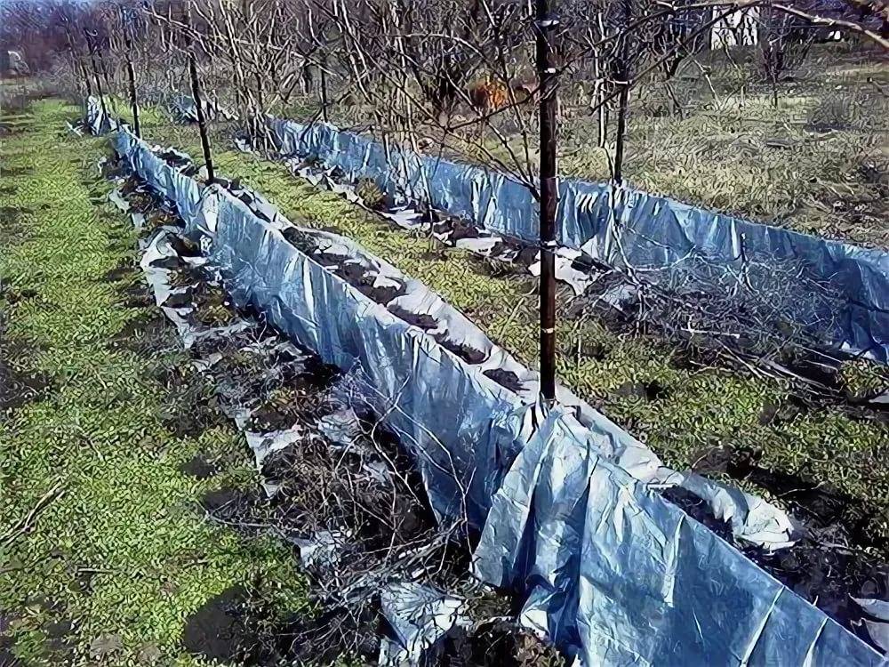 Осенняя подготовка винограда и укрытие его на зиму