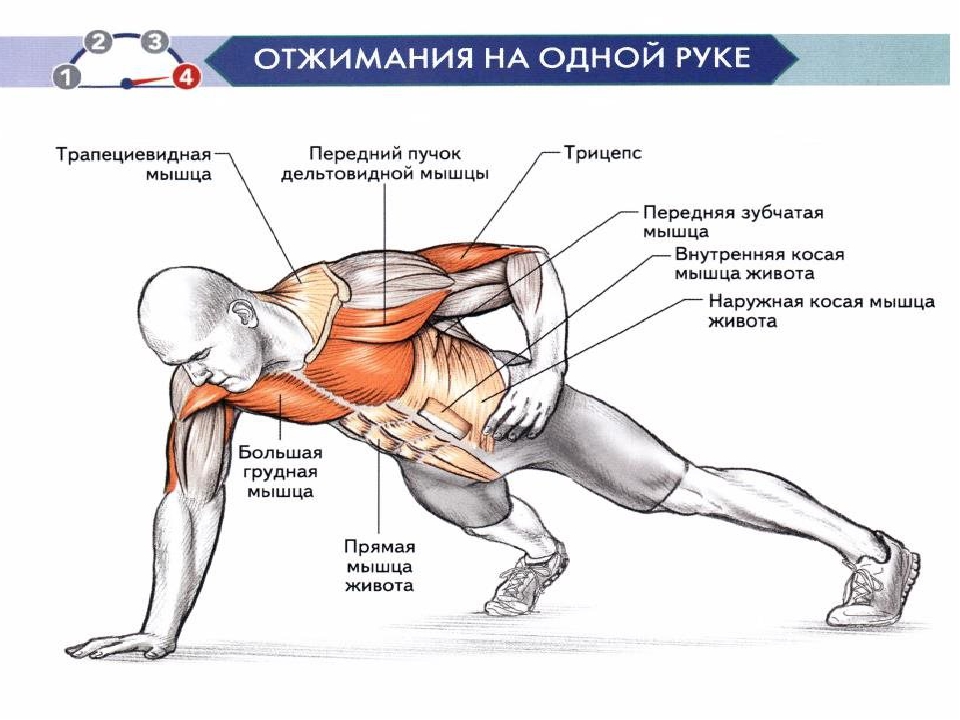 Таблица отжиманий от пола для тех, кто хочет сильные руки