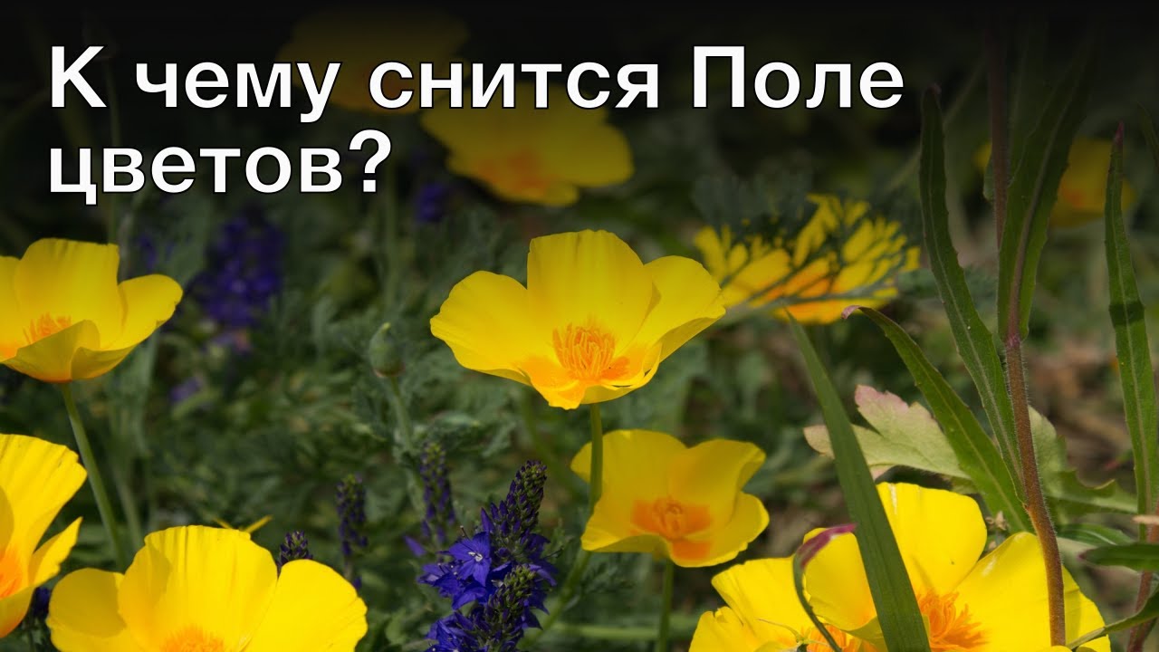 К чему снятся цветы: живые в букетах, горшках, искусственные