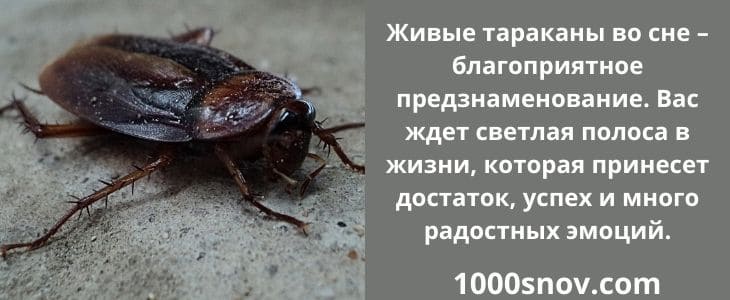 К чему снятся тараканы много и живые - приснились тараканы женщине, мужчине, трактовка сонниками