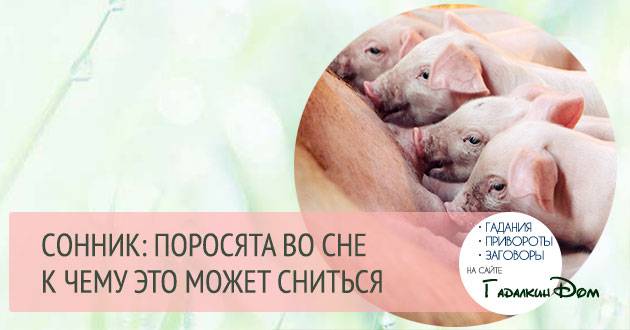 К чему снятся поросята. сонник про маленьких поросят во сне