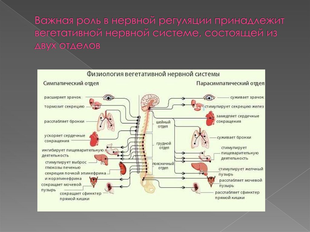 Система отдыха и дайджеста - разделение, примеры, состояние, функции