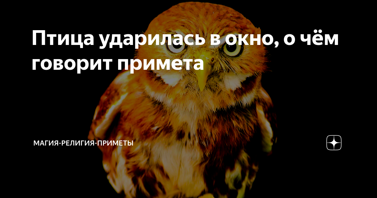 Что значит, если птица ударилась в окно и улетела: примета дома, на работе, стекло автомобиля; если врезалась ласточка, синица, голубь, воробей - что делать