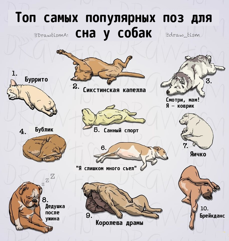 Стая собак во сне нападает и кусает. вам приснилось, что на вас напала собака — к добру ли такой сон. к чему снится нападение собаки