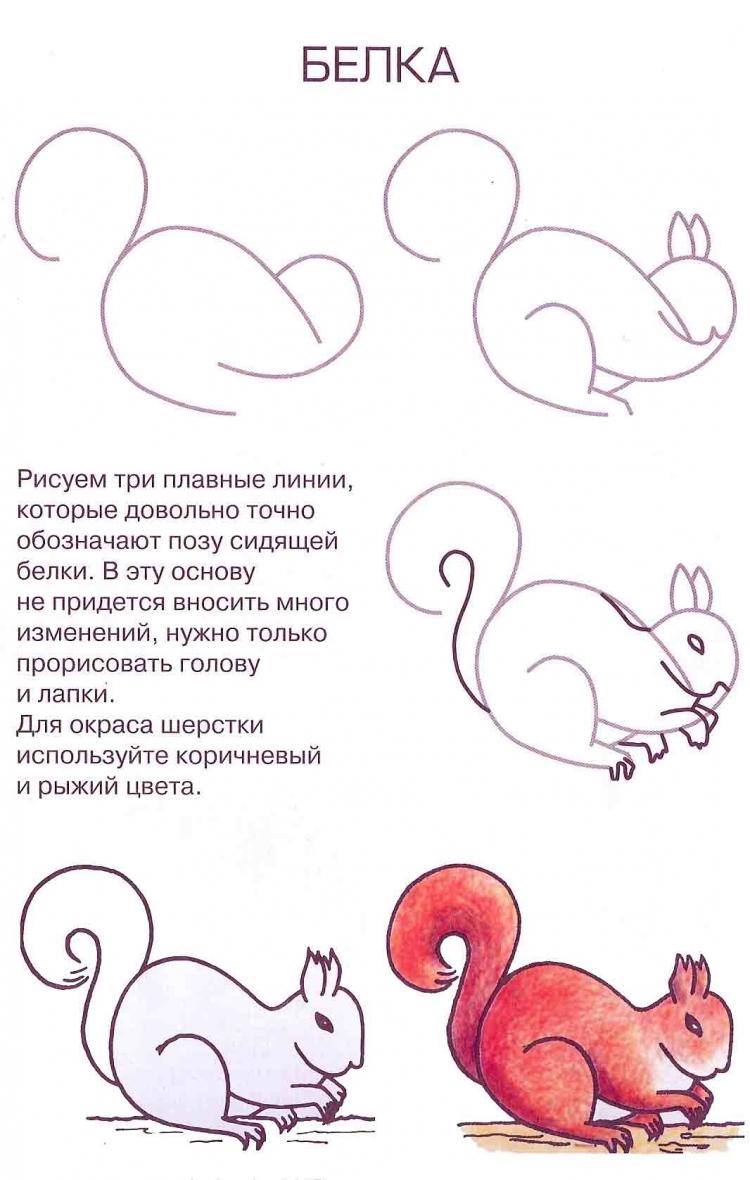 Как нарисовать белку карандашом поэтапно.
