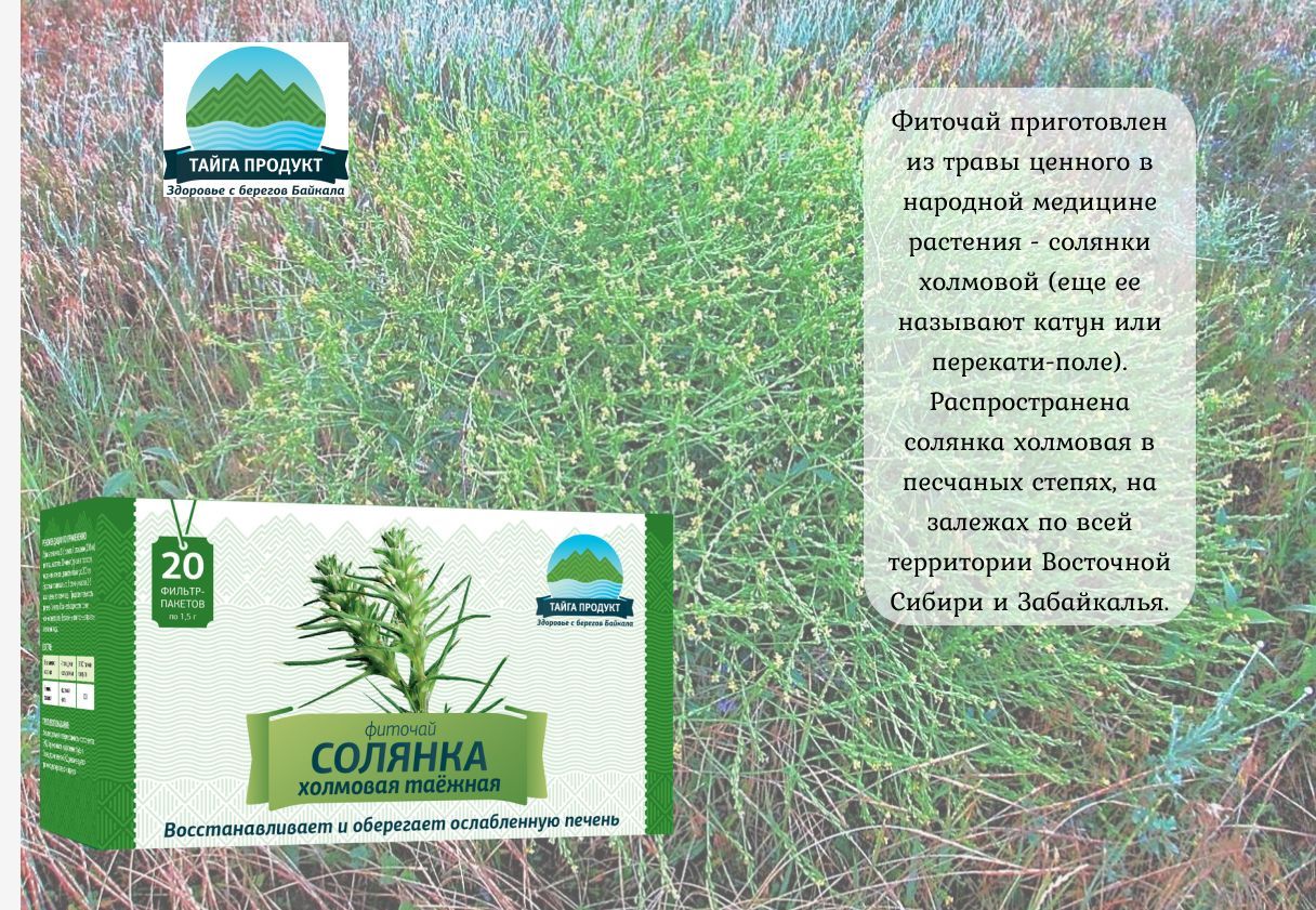 Солянка холмовая: лечебные свойства и противопоказания для женщин