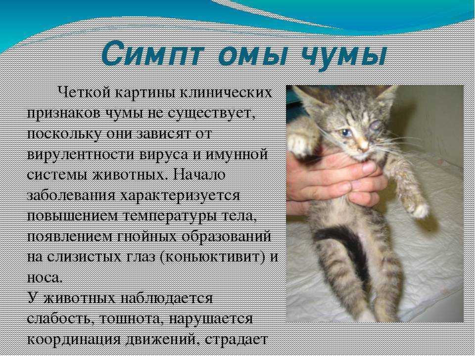Чумка у кошек - смертельное вирусное заболевание, которое поражает диких животных и даже домашних Узнайте, как защитить своего питомца при появлении первых симптомов вируса