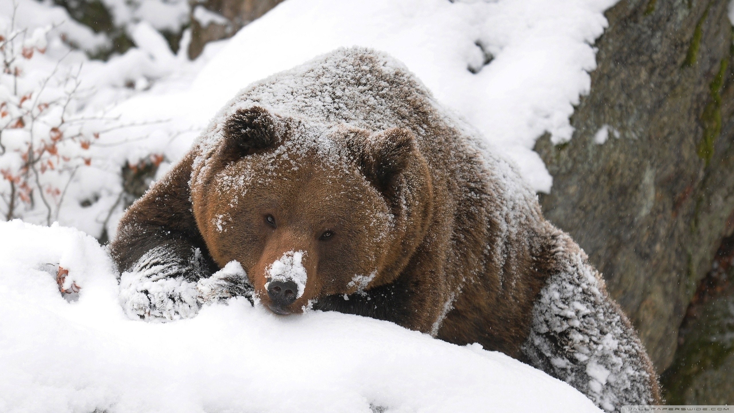 Медведи: сонник для женщины.🐻 к чему снятся медведи женщинам - краткие и расширенные толкования снов на все случаи жизни с участием медведей.
