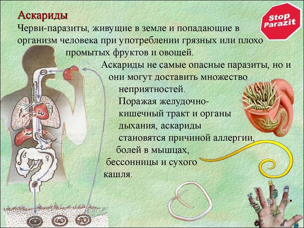 Как передаются глисты от человека к человеку - заразны ли глисты
