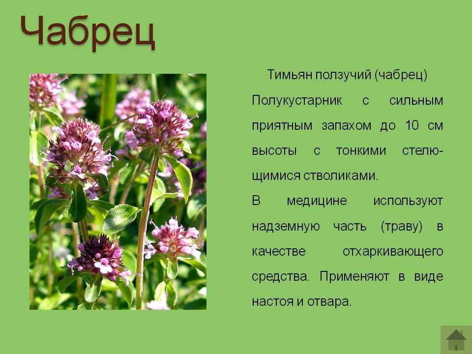 Список лучших трав для потенции