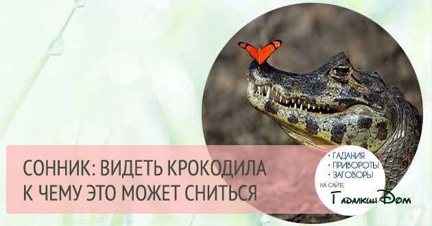 Сонник: к чему снятся крокодилы женщине, мужчине, в воде, зоопарке - снится крокодил маленький, большой