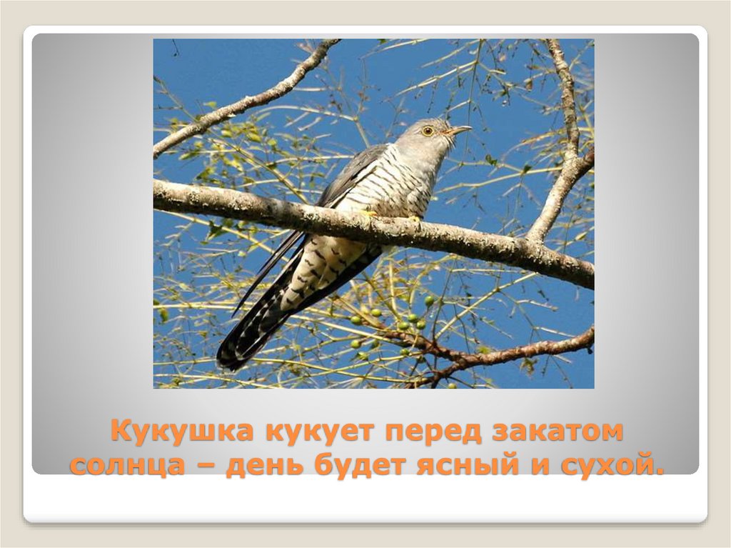 Кукушка разбивается об окно примета. народная примета «птица. все приметы про птиц