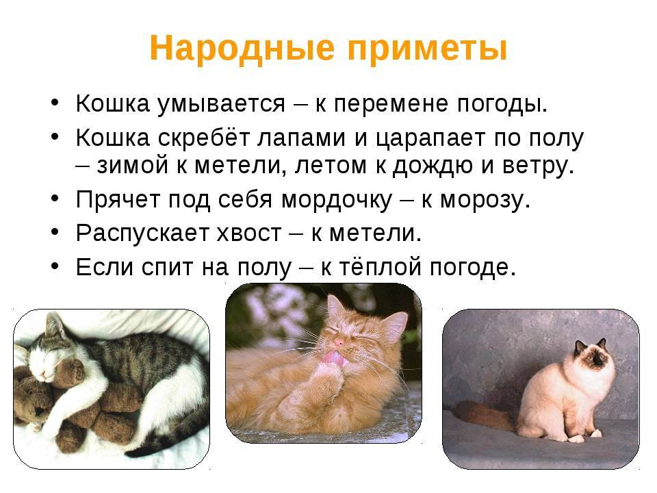 Происхождение кошек: история вида, от кого, откуда и когда появились, одомашнивание - блог о животных - zoo-pet.ru
