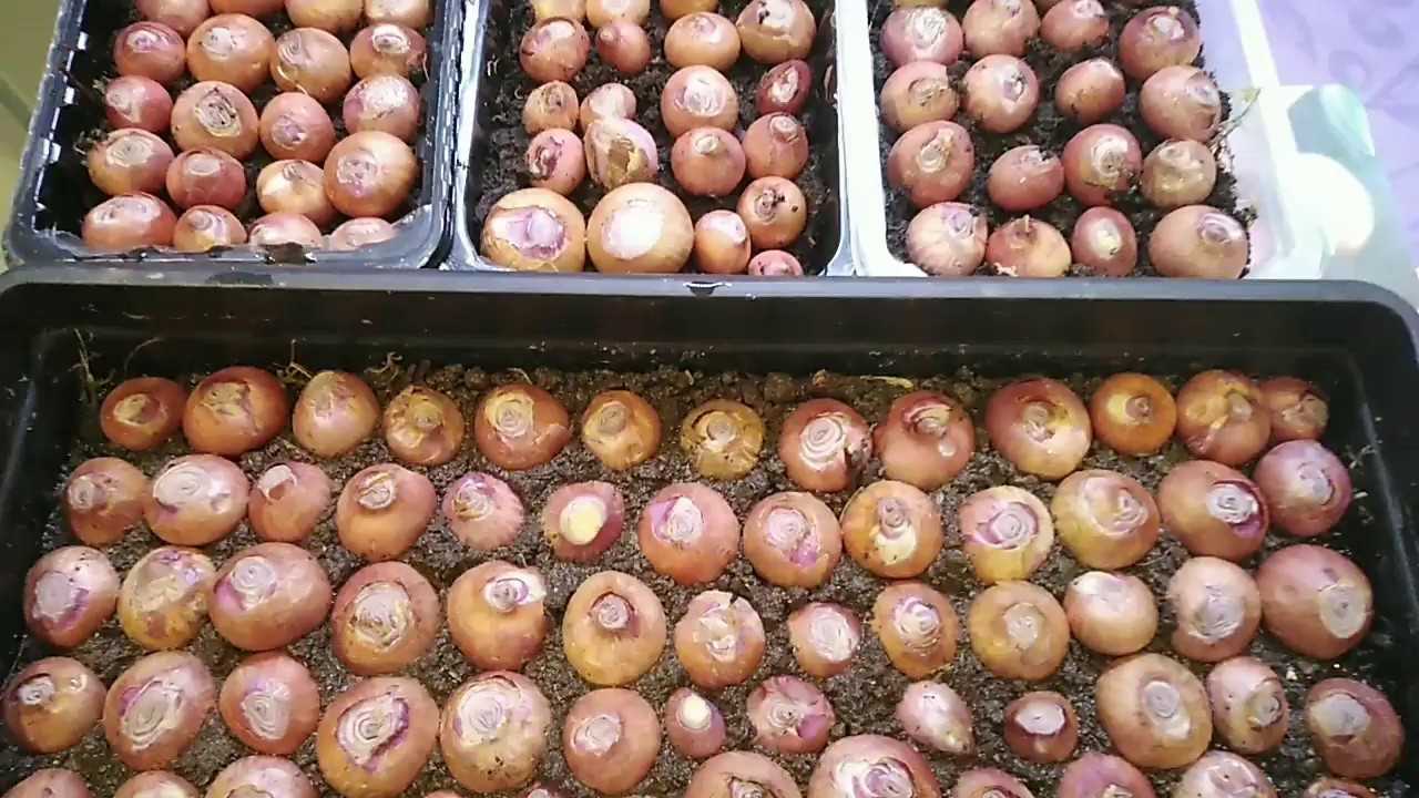 Надо ли обрезать лук перед посадкой в зиму: плюсы и минусы, когда нужно проводить процедуру осенью и как это сделать?