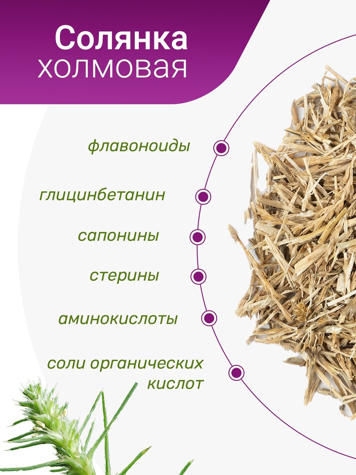 Фиточай «солянка холмовая» - описание и инструкция по применению