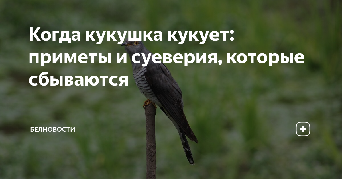 Приметы о кукушке женский мир