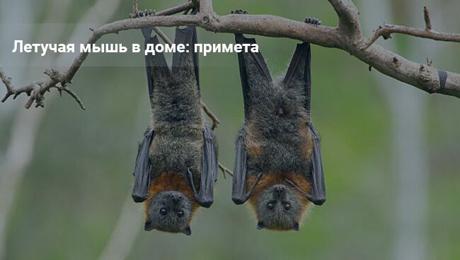 Примета, если летучая мышь залетела в квартиру - женская жизньженская жизнь