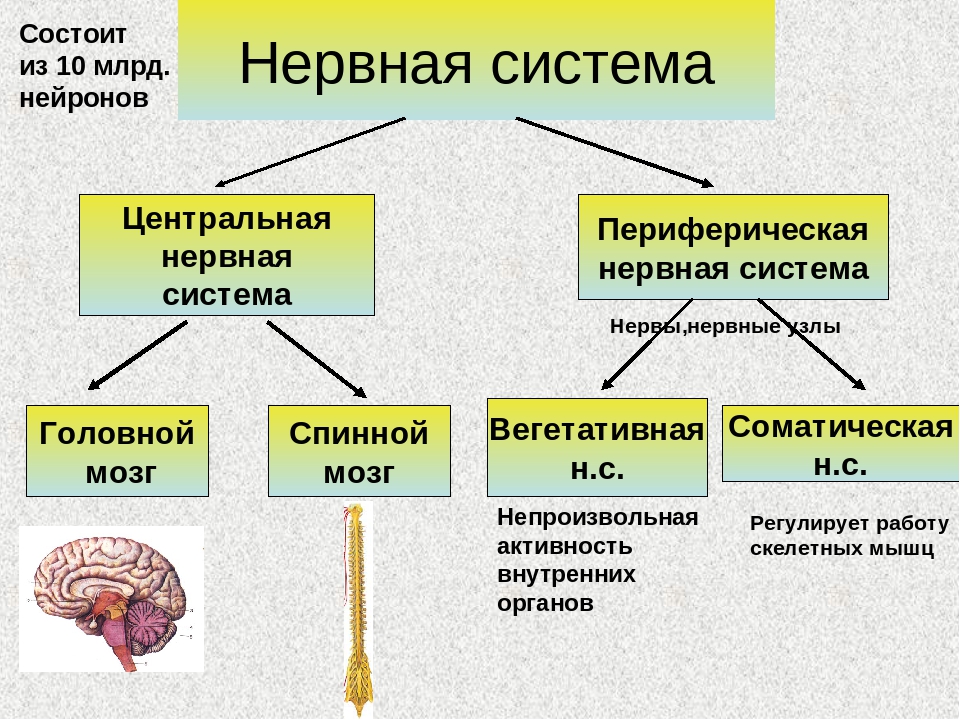 Нервная  система человека: как выглядит, строение, характеристика и функции