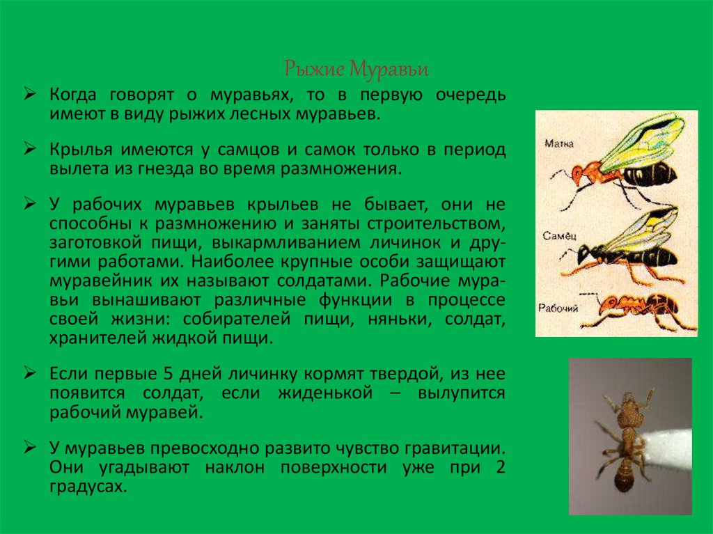 Различные приметы о муравьях в доме и их значение