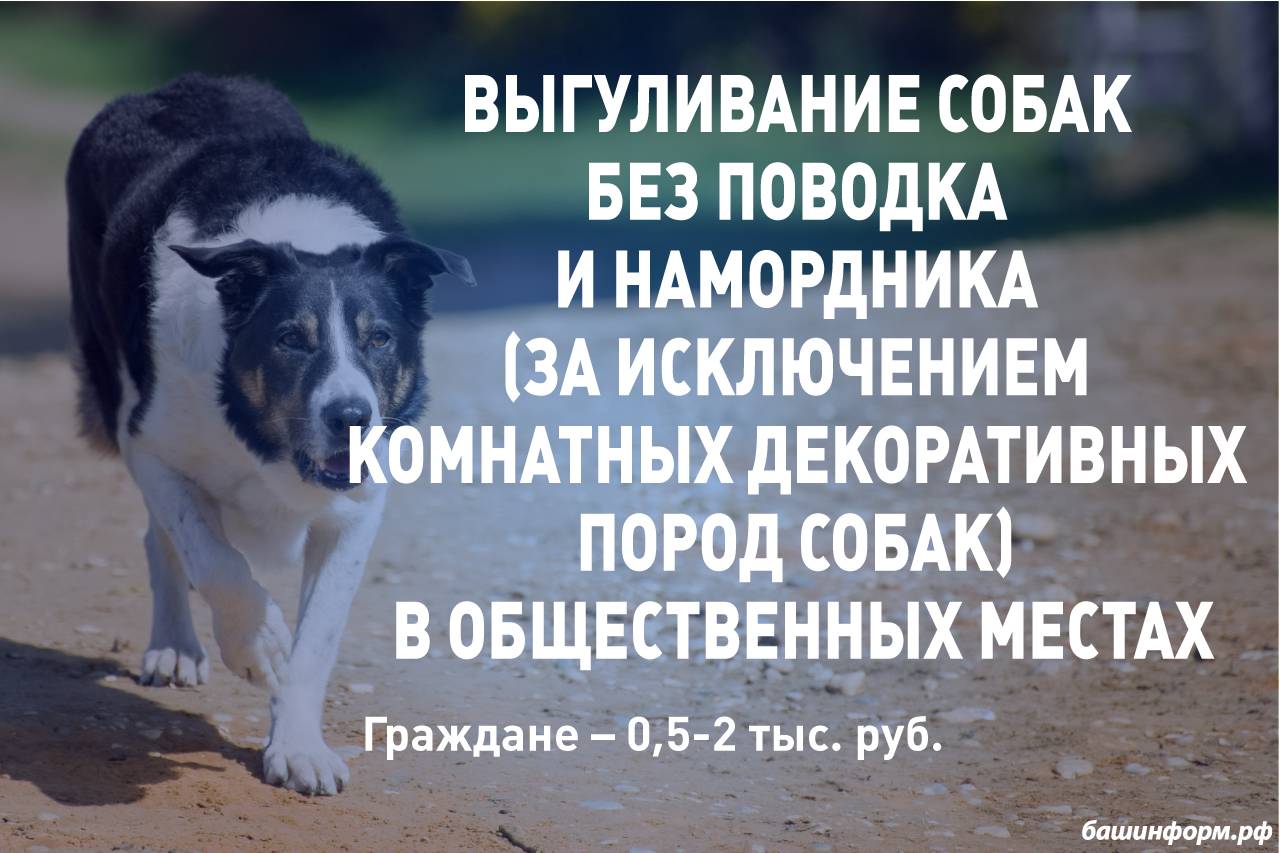 Что должны знать владельцы собак о безопасных прогулках: требования закона