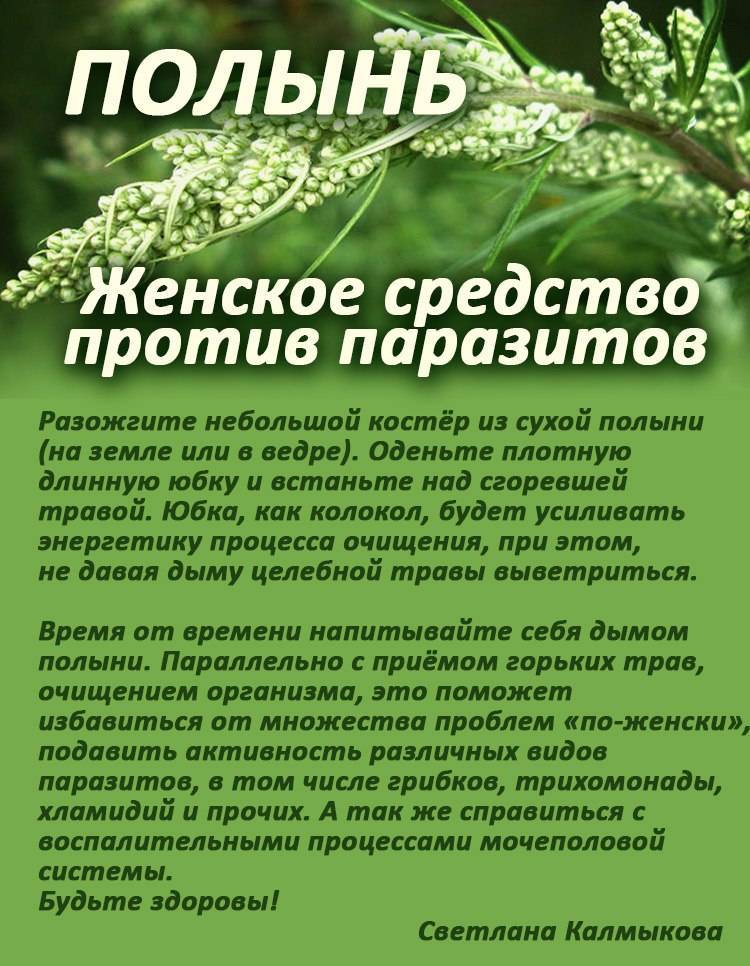 Полынь однолетняя где растёт фото. описание однолетней полыни
