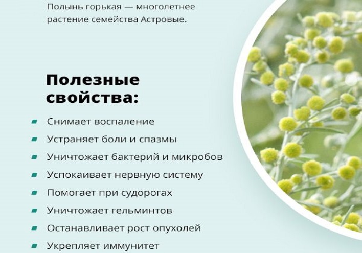 Полынь горькая против рака | рецепт и к°