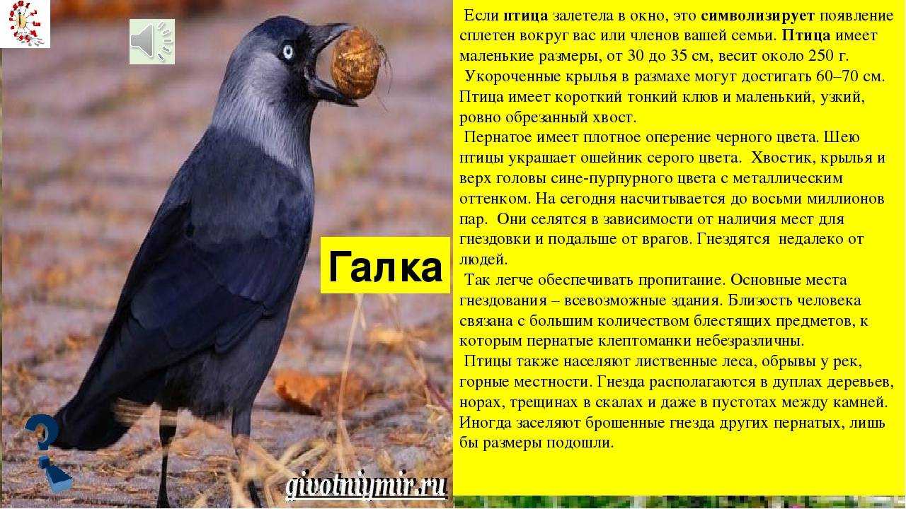 Птица, залетевшая в дом: к чему снится и что предвещает сюжет, предсказания сонников для мужчин и женщин