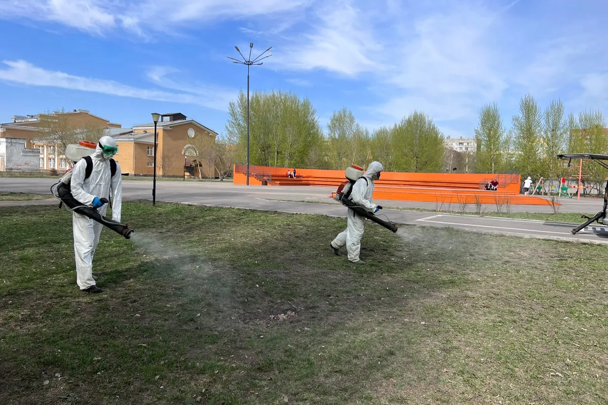 Как быстро сварить говяжье сердце. что можно приготовить из говяжьего сердца